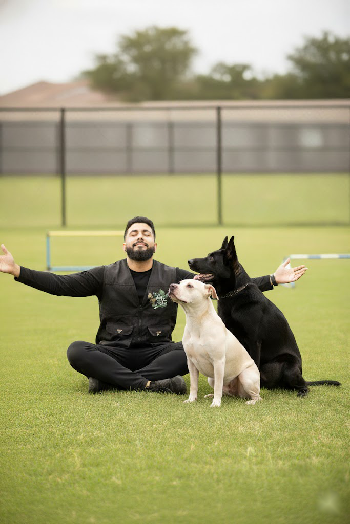 Autocontrol — Entrenador con dos perros en calma